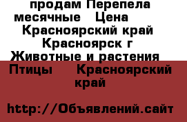 продам Перепела месячные › Цена ­ 150 - Красноярский край, Красноярск г. Животные и растения » Птицы   . Красноярский край